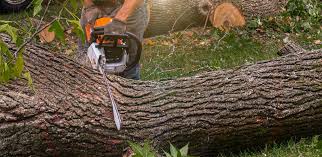 Best Commercial Tree Services  in Salem, VA