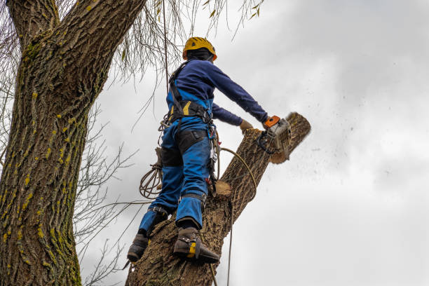 Best Tree Mulching  in Salem, VA