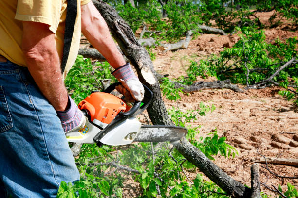 Best Tree Maintenance Programs  in Salem, VA